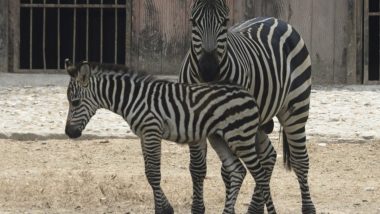 Female Zebra Dies in Freak Accident While Running Excitedly Inside Enclosure at Lucknow Zoo