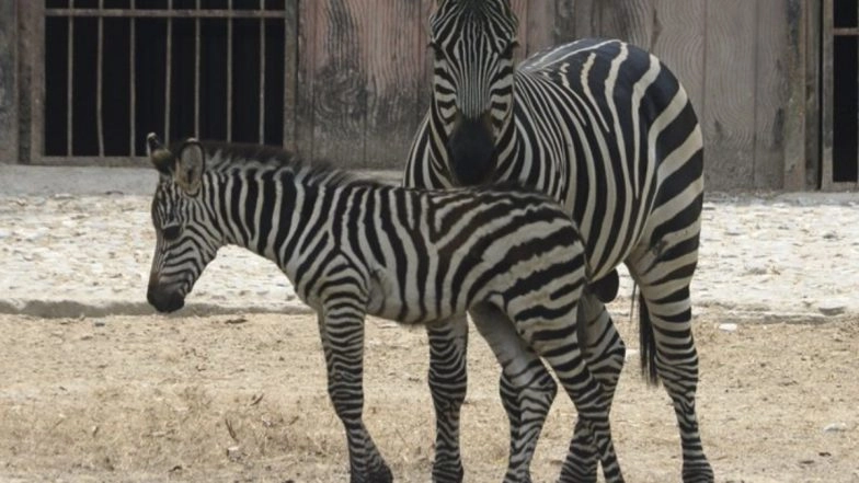 Female Zebra in Lucknow Zoo Dies in Freak Accident