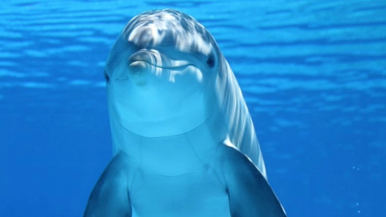 US: Hundreds of Dolphins, Sea Lions Wash Up Dead or Sick in California Amid Toxic Algal Bloom