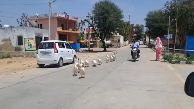 Ducks Go For Walk On Busy Road In Rajasthan's Sikar, Commuters Give Way For Flock (Watch Video)