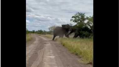 'When Elephants Fight, Grass Suffers': Tree Gets Trampled As Two Jumbos Get Into Fierce Fight, Video Goes Viral