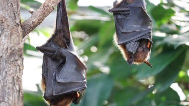Heatstroke Killing Bats in Odisha: Bats in Kabatabandha Village Die of Heat Stroke, Local Foresters Spray Water to Save Others