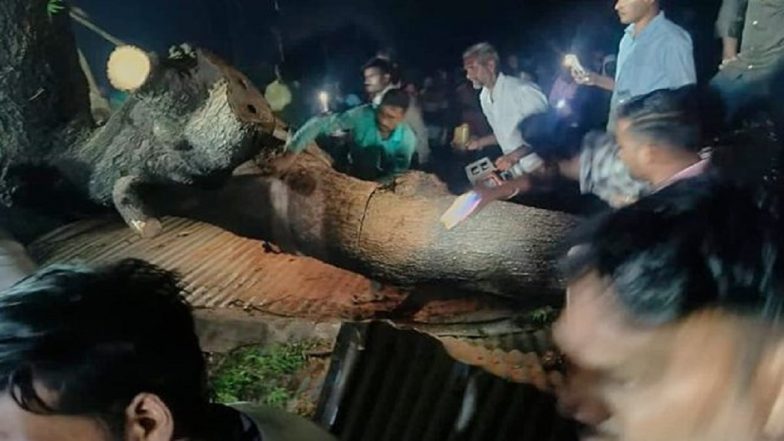 Maharashtra: 100-Year-Old Tree Falls on Rooftop of Temple in Akola's Paras Town, Seven People Killed (Watch Video)