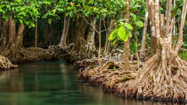 'Mangrove Man' in India, TP Murukesan, Fights To Salvage Sinking Shores; Plants Trees Along Shores of Vypin in Kerala To Counter Rising Sea Levels