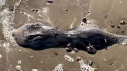 UK Woman Discovers Alien-Looking Creature on West Sussex Beach