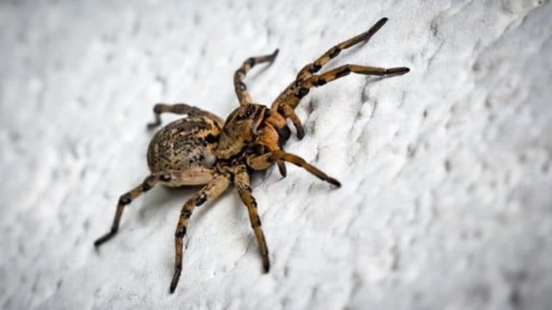 spider-in-ear-terrifying-video-shows-spider-raising-colony-of-offspri