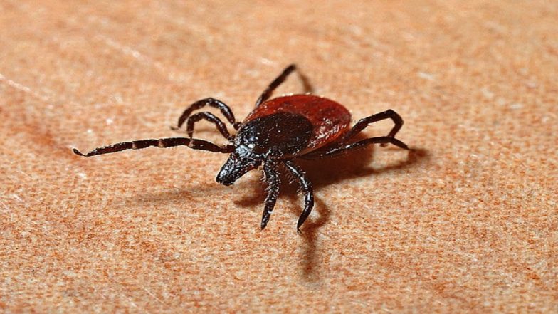 Rare Tick-Borne Virus Spreading in England, UK Health Security Agency Recommends Changes to Testing in Hospitals