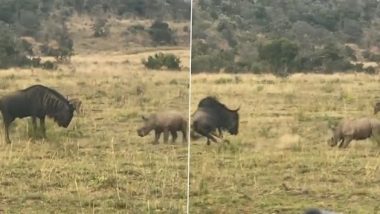 Baby Rhino Playfully Charges Towards a Wildebeest Before Running Back to Mom, Video Is Too Cute To Miss