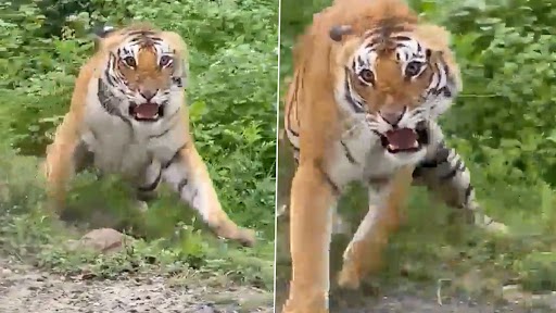 Tiger Growls, Chases Tourist Vehicle During Safari at Jim Corbett National Park, Terrifying Video of Tourists' Close Encounter With Big Cat Goes Viral