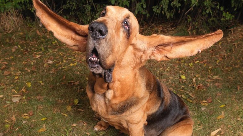 Dog With Longest Ears: Trigger the Bloodhound Holds Guinness World Record for the Dog With Longest Ears in World (See Pics)