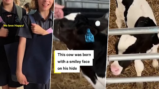 Australia: ‘Happy’ Cow Goes Viral For Smiley Face Pattern on Its Hide (Watch Video)