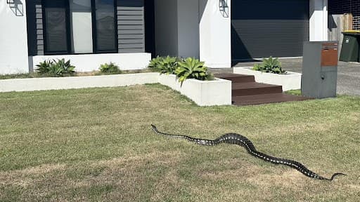 Giant Python Eats Two Brushtail Possums; Snake Catchers Share Scary Photo With a Warning to Pet Lovers in Australia!