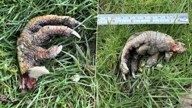 Welsh Woman Finds Mysterious ‘Dinosaur Claw’ in Her Front Yard, Bizarre Pic Surfaces Online