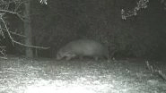 Alien Creature Spotted in US? Four-Legged 'Mystery Animal&rsquo; Captured on Camera Strolling at Night in South Texas Park, Leaves Officials Stunned (See Pic)