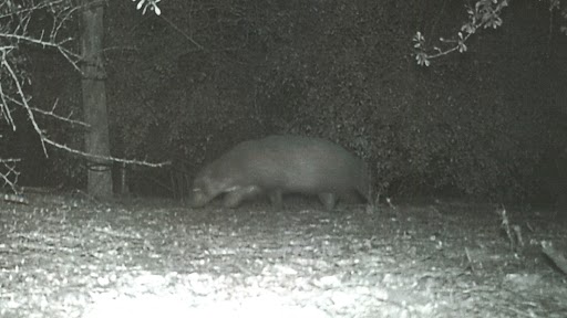 Alien Creature Spotted in US? Four-Legged 'Mystery Animal' Captured on Camera Strolling at Night in South Texas Park, Leaves Officials Stunned (See Pic) - Vimarsana News