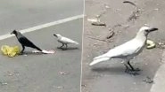 White Crow Sighted in Pune, Video of Rarely-Seen Bird Goes Viral
