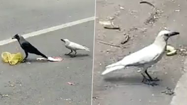 White Crow Sighted in Pune, Video of Rarely-Seen Bird Goes Viral