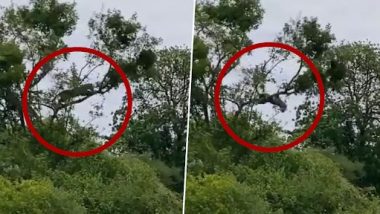 Leopard Chases Monkeys Jumping One Tree To Another, IFS Officer Shares Video of Thrilling Hunt