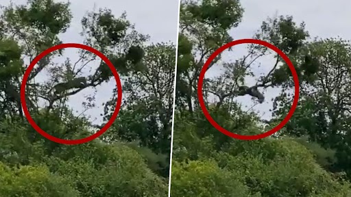 Leopard Chases Monkeys Jumping One Tree To Another, IFS Officer Shares Video of Thrilling Hunt