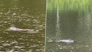 Loch Ness Monster Seen in New Orleans? Woman Spots Mysterious Serpent-Like Creature Swimming in City Park Lake, Shares Video on Instagram