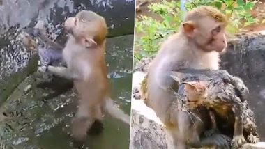 Monkey Saves Kitten Stranded in Muddy Well in Old Video Goes Viral, Animal's Efforts Will Make You Smile Bright!