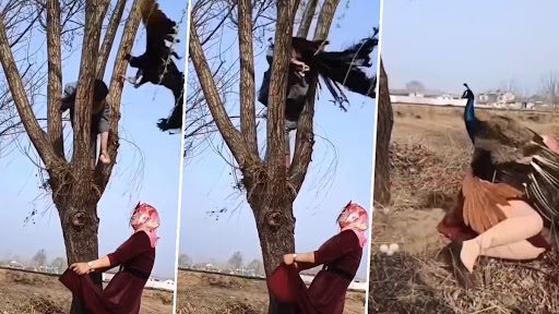 Peacock Attacks Two Persons Stealing Eggs From Its Nest, Rare Retaliation Video of Blue Bird Goes Viral