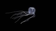 'Mystery' Sea Creature Found in Muddy Waters in Hong Kong Turns Out To Be New Species of Jellyfish With 24 Eyes, Translucent and Colourless Body