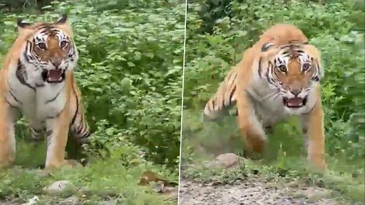 ‘Striped Monk Gets Irritated’: Furious Tiger Growls, Charges Towards Tourists at Jim Corbett National Park