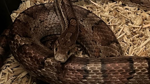 Snake Found Inside Car! Man Finds Snake Hanging From Car Dashboard While Delivering Vehicle To Customer, Scary Pics Surface