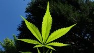 4/20 Day 2023 Date and Significance: What is World Weed Day? Why Is 420 Day Associated With Marijuana? Here&rsquo;s Everything You Need to Know