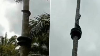 Snake Climbs on Tree at Lightening Speed, Viral Video Will Surely Make Your Jaw Drop