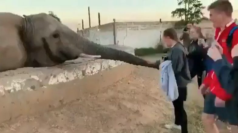 Elephant Attack Video: Giant Jumbo Slams Girl With Its Truck As She Tries To Click Picture, Terrifying Clip Goes Viral