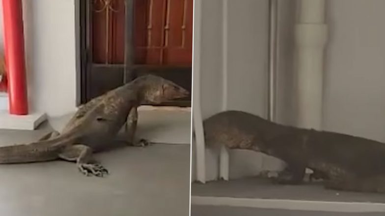 Monitor Lizard on Front Door Viral Video: Residents Shocked as Monitor Lizard Shows Up on Their Doorsteps (Watch)