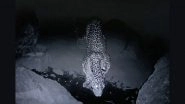 Leopard Census Underway in Gujarat&rsquo;s Dang Using Modern Equipment After Eight Years; 80 Teams Deployed in Forest Areas (Watch Video)