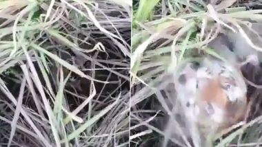 Tiger Hiding in Sugarcane Field Leaps Into Air to Catch Flying Drone in Uttar Pradesh's Sitapur, Scary Video Surfaces