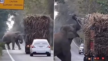 Elephant Halts Truck Carrying Sugarcane in the Middle of Road, Steals Its Snack in Cambodia (Watch Video)