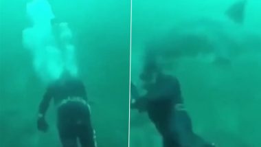Scuba Diver Narrowly Escapes Shark Attack, Video of Close Encounter With Ocean Predator Will Give You Chills