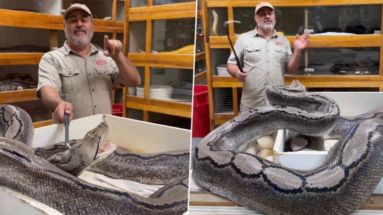 Snake Attack Video: Zookeeper Jay Brewer Narrowly Escapes Getting Bitten by Giant Python, Shares Terrifying Clip on Instagram