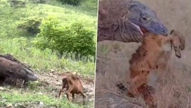 Komodo Dragon Hunts Down and Swallows Its Prey Within Seconds, Terrifying Video of Reptile's Hunting Skills Goes Viral