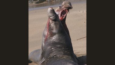 Sex-Mad Male Elephant Seals Are Dying Young, Killing Themselves With Sex During Breeding Season, Everything To Know