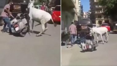 Donkey Attacks, Chases Man; Funny Video Goes Viral