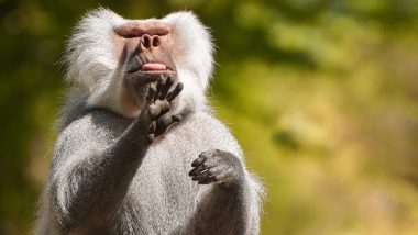 Adult Friendships Can Overcome Childhood Trauma, Even in Baboons, Reveals Study