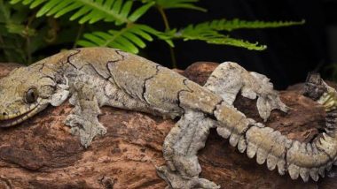 New Flying Gecko Species Discovered in India From Mizoram, IFS Officer Shares Pic of New-to-Science Lizard