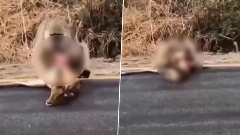 Monkey Eats Deer Alive on Roadside! Watch Monkey Hunt, Kill and Eat Poor Animal, Horrifying Old Video Goes Viral Again