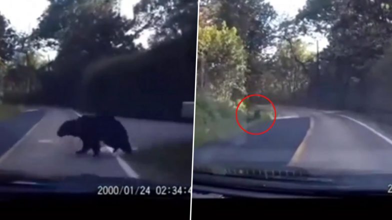 Bear Crossing Road Hit by Speeding Car, Dashcam Video Goes Viral