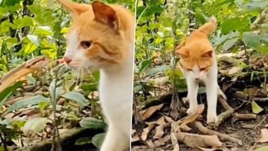 Cat Narrowly Escapes Snake Attack by Taking Down Charging Serpent With Single Swipe, Video Goes Viral