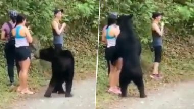 How To Survive a Bear Attack? Guess, Standing Still Is the Most Effective Way of Preventing Bear Attack, Claims Viral Video