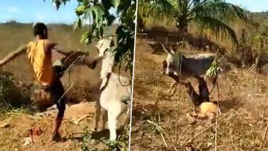 Man Brutally Slaps, Kicks Donkey; Here's How Animal Teaches Him Lesson (Watch Video)