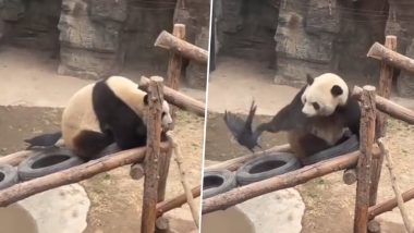 Crow and Panda Viral Video: This Animal-Bird's Fun Banter Will Make Your Day! - WATCH
