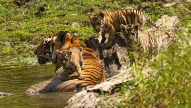 Tigress Gives Birth to Four Cubs in Navegaon Nagzira Tiger Reserve in Maharashtra’s Gondia District